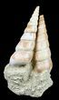 Fossil Gastropod (Haustator) Cluster - Damery, France #56378-1